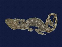 藏品(鉛山壁虎)的圖片